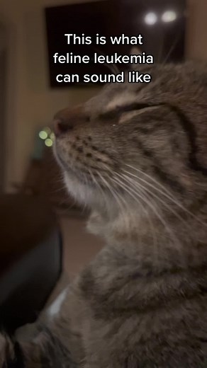 Understanding Feline Leukemia: Symptoms, Treatment, and Tips