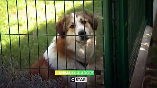 Animaux à adopter : nouvelle famille pour une nouvelle vie