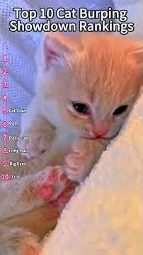 This Cat Is Running on One Brain Cell 😹🧠