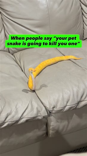 BALLS OF FURY on Instagram: "What’s the craziest thing someone’s tried to tell you about a Ball Python or any kind of snake for that matter😂🐍"