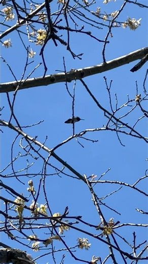 Hummingbird Chirping Calls #hummingbird #richmondbc #birds #birdwatching