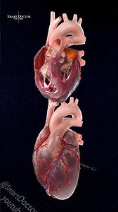 Human Heart: The Great Engine of Life 🫀