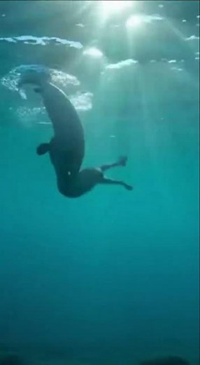 A Thirsty Wolf Pack's Encounter with a Massive Lake Predator