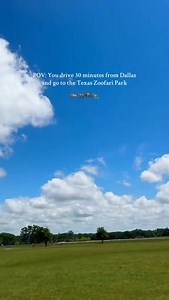 The coolest safari in TX 🦒🙌 @texaszoofaripark is a 900-acre drive-thru safari park that is home to 1100 animals! Located 45 min outside of Dallas— definitely worth the drive! Who’s in?! 🙌 #dallas #fortworth #dfw #dallasbucketlist | Dallas Bucket List