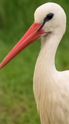 Interesting Facts about Storks