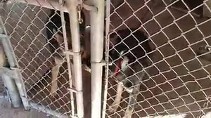 1.1K views · 69 reactions | Per Douglas County GA Animal Shelter...