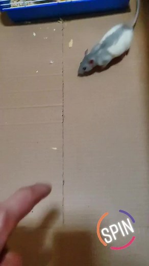 Fun Pet Rat Tricks: Learn to Spin with Your Rodent