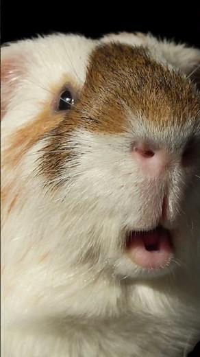 Happy Guinea Pig Sounds