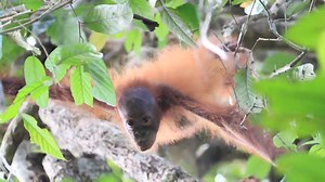 It’s possible to restore forests for critically endangered orangutans. This is the story of how hope takes root. Learn more at http://bit.ly/rootofhope | Woodland Park Zoo
