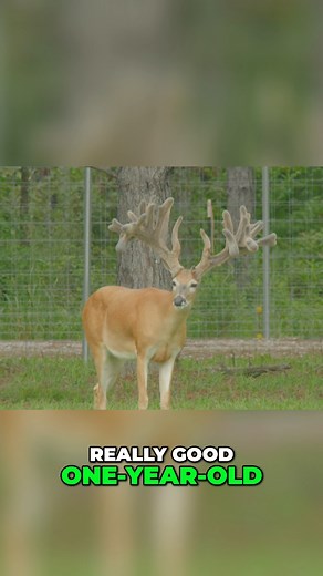 Analyzing exceptional deer genetics in One-Year-Olds | Deer Farming