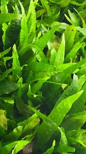 30K views · 387 reactions | Julius wants you to keep a Java Fern 﫵 They don’t need fancy substrate & love low light conditions! Java ferns are happiest chilling on driftwood or rock while displaying those classic, rippled leaves. It’s the perfect “set it and forget it” plant that still makes your tank look like you spent hours planning it  #aquaticplants #aquariumplants #lowtechaquariumplants #aquascape #plantedtank | Buce Plant | Facebook