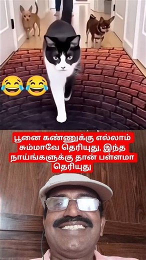 #பூனை_கண்ணுக்கு_எல்லாம்_சமமாவே_தெரியுது #viral #viralvideo #trending #funny #comedy #animals #shorts