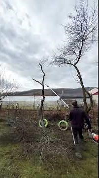 Cutting branches with Stihl HT 103 pole saw. #stihlpower #stihl #stihlusa