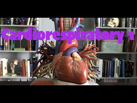 Cardiorespiratory 1