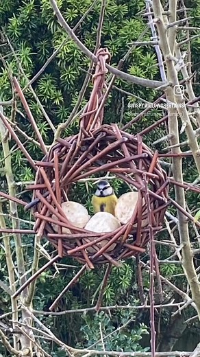 Check out my Willow birdfeeder design! I had the pleasure of teaching...