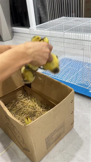 Adorable Duckling Takes Another Splash in Water