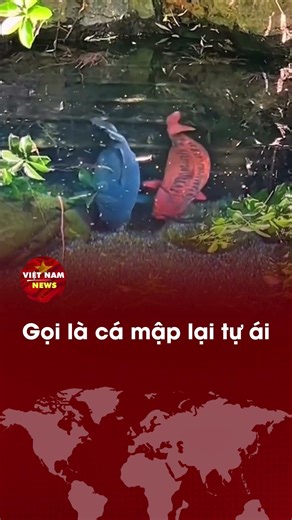 Gọi là cá mập lại tự ái | Việt Nam News.