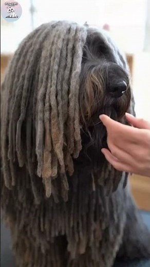 The Art of Grooming: Caring for the Rare Bergamasco Sheepdog’s Unique Flocks