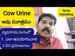 Cow Urine - How to use it in agriculture / Its benefits / Uses of Cow Urine in Agriculture.