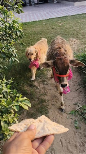 a Calf and a Dog RUN Together For a Roti! ♥️🥖 #shorts #unlikelyfriends #goldenretriever