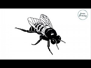 How to Draw a House Fly step by step| Learn Easy and Simple Drawing