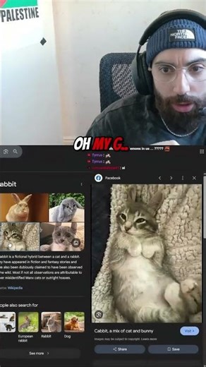 Cabbits spotted on the street 🐰🐰#cats #reactionshorts