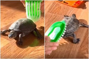 Viral Video: Ever Seen a Tortoise Dance? Watch How It Shows Off Its Cool Moves in This Hilarious Video