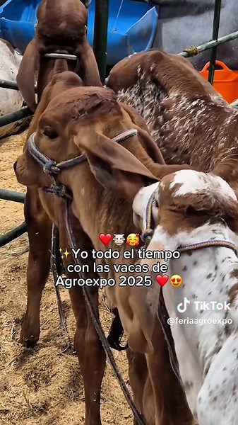 Experiencia Familiar en Agroexpo 2025