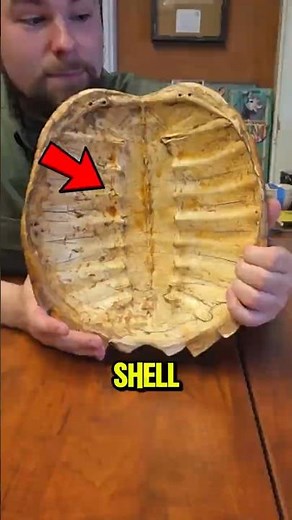 Turtles Can NEVER Leave Their Shells! 🐢😱