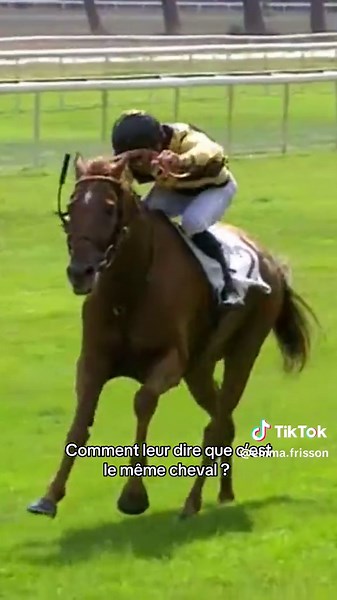 Ma plus grande fierté ✨ #tikto #pourtoii #foryo #lov #ireland #dream #tren #newtrend #equitation #horse #chevalpassion #cheval #chevaux #horses #cavalier #free #libre #glowup