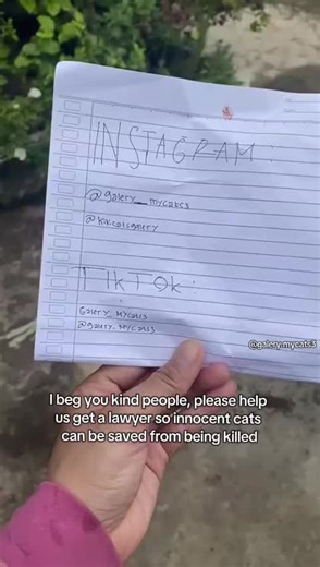 Urgent Help Needed for Stray Cats' Safety