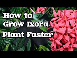 How to Grow Ixora Plant Faster | Ixora Care Tips for More Blooms