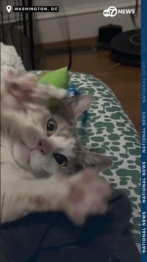 Deadly kitten experiments funded by NIH at UC-Davis halted after White Coat inquiry