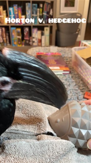 Horton Hornbill (@hortonhornbill)’s videos with original sound - Horton Hornbill