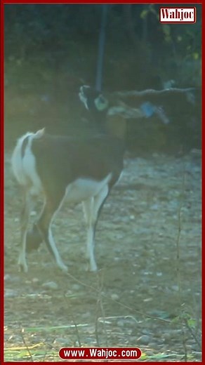 Blackbuck Deer in the Wild 🦌 | Rare Indian Antelope | WAHJOC Wildlife