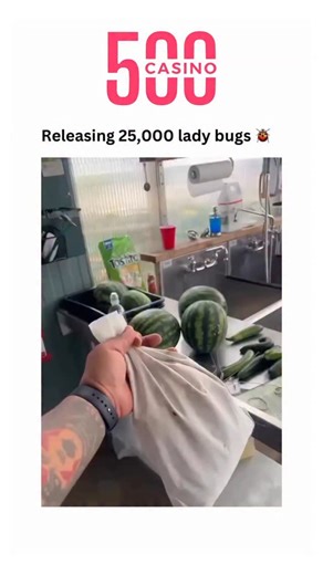 fuuukey on Instagram: "Releasing 25,000 ladybugs into your garden creates a natural pest control army. Each ladybug devours up to 50 aphids daily, protecting plants from destructive insects without chemicals. However, most will fly away within days seeking better food sources. For best results, release at dusk near infested plants, mist the area first, and provide nectar-rich flowers to encourage them to stay longer.​​​​​​​​​​​​​​​​"