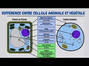Cellule animale et végétale : Comprendre leurs différences!