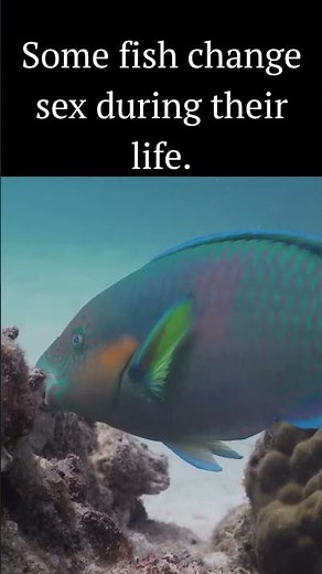 Some fish change sex during their life