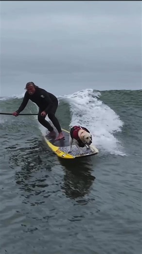 Surfing Dogs: Rosie Rides the Waves
