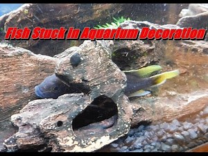 Fish Stuck in Aquarium Decoration
