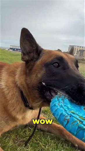 Dog's Amazing Drop, Spin & Bite! Watch This Training! #shorts