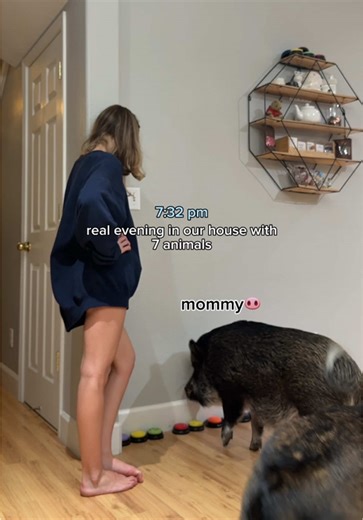 By a show of hands, who wants to come over and hang out with my pet menagerie 🐽🐾🐦🦎🐀🐀🐀