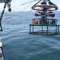 Video: Development of New Methods for Quantifying Fish Density Using Underwater Stereo-video Tools