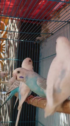 my Beautiful Budgies Parrot #howtobreedbudgies #birds