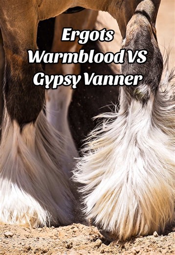 Whoa! Gypsy Vanners look like they’ve got rooster talons growing from their heels! It’s important to keep these ergots trimmed back from many reasons: prevent the ergot curling back into the skin and causing injury, prevent nourishing environment for mites to feed, prevent infection, and proper grooming. I use farrier nippers for trimming the solid thick ergots. For the large split ones, I soften with mineral oil and twist off. Happy Grooming 🤍🐴 #equestrian #horse #grooming #horsegirl #gypsyco