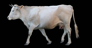 White cow walking on a transparent background. Cyclic animation contains an alpha channel. Can also use as a silhouette.