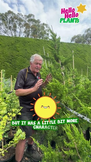 Hollywood Juniper – Sculptural Evergreen for Zen Gardens.