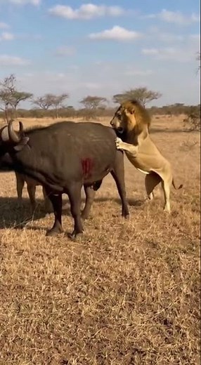 LION vs. AFRICAN BULL! 🤯 Brutal Fight for Survival in the Savannah