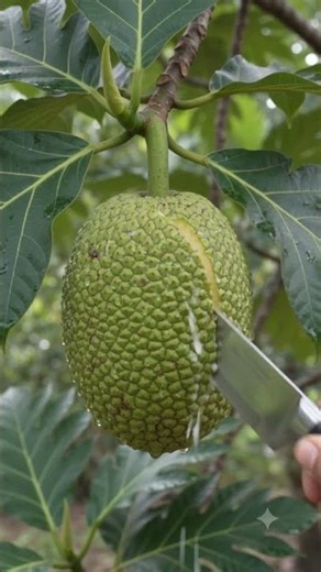 Breadfruit #Fruit #Fresh Fruit #Healthy Eating #Fruit Lover