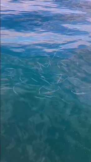 Garfish Frenzy! Burleying Them Right to the Boat in Adelaide